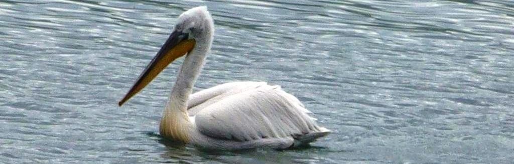 Der Prespasee im Dreiländereck von Nordmazedonien, Albanien und Griechenland