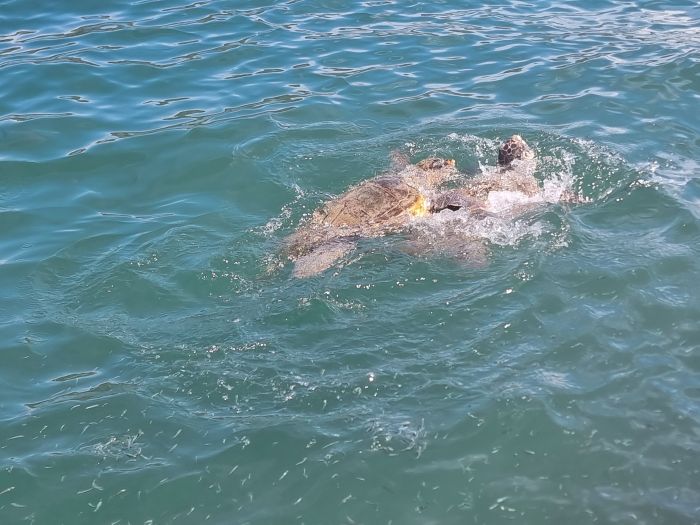 Schutz der Meeresschildkröte im Mittelmeer