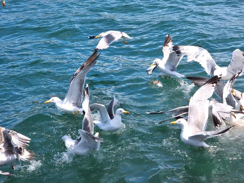 Argostoli, die Hauptstadt von&nbsp;Kefalonia