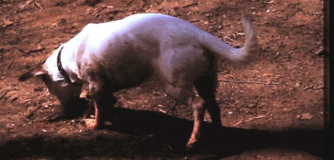 Der Hund von Roussillon