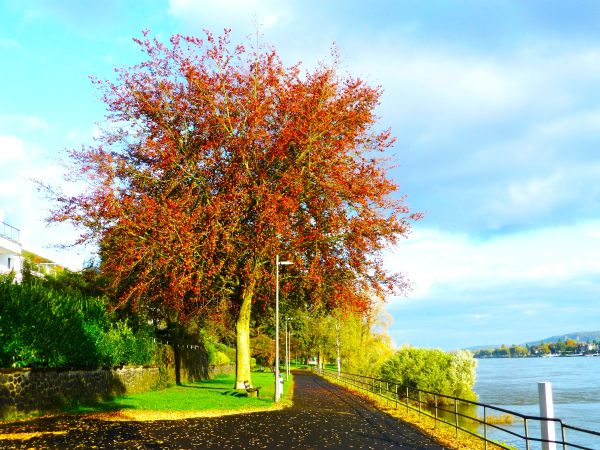 Herbstimpressionen aus Mehlem